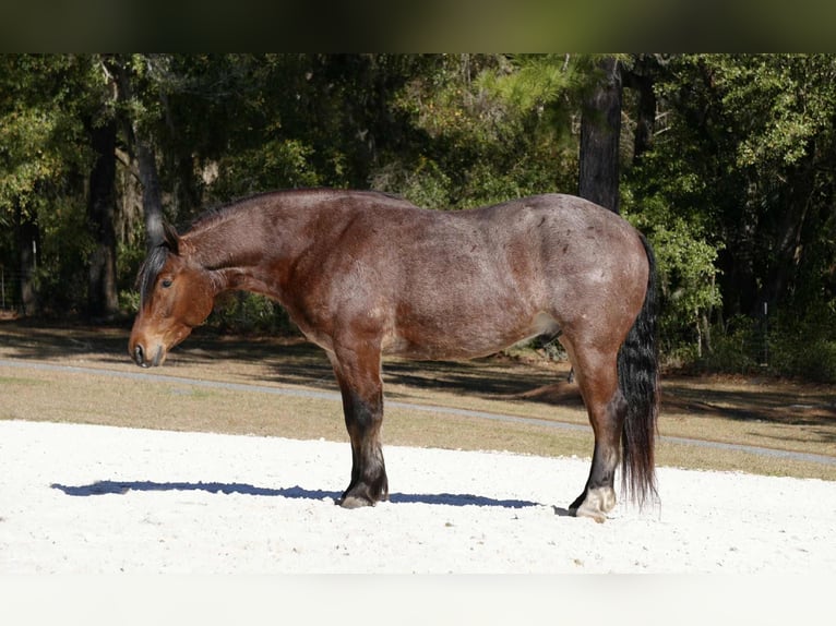 Caballo cuarto de milla Mestizo Caballo castrado 5 años 163 cm in Fresno