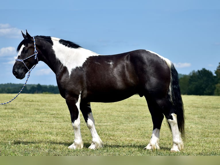 Caballo cuarto de milla Mestizo Caballo castrado 5 años 163 cm in Crab Orchard, KY