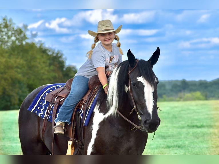 Caballo cuarto de milla Mestizo Caballo castrado 5 años 163 cm in Crab Orchard, KY