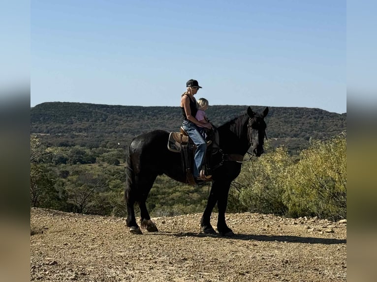 Caballo cuarto de milla Caballo castrado 5 años 163 cm Negro in Jacksboro TX