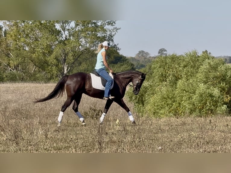 Caballo cuarto de milla Caballo castrado 5 años 163 cm Negro in Canistota