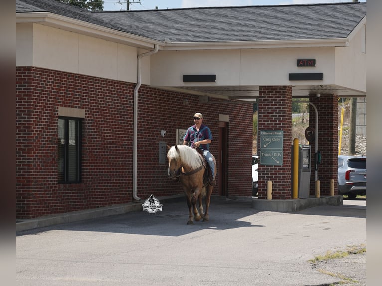 Caballo cuarto de milla Caballo castrado 5 años 163 cm Palomino in Mount Vernon