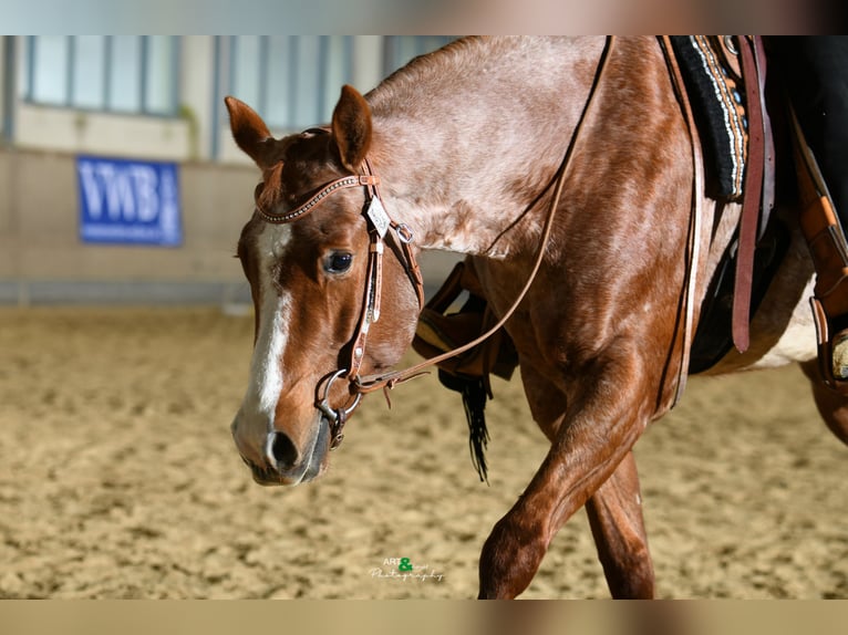 Caballo cuarto de milla Caballo castrado 5 años 163 cm Ruano alazán in Sommerein