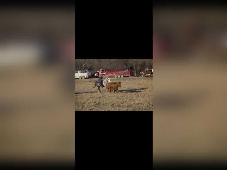 Caballo cuarto de milla Caballo castrado 5 años 163 cm Tordo in Buckholts