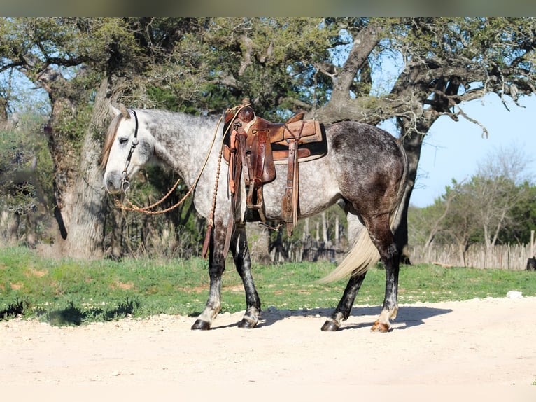 Caballo cuarto de milla Caballo castrado 5 años 163 cm Tordo in Buckholts