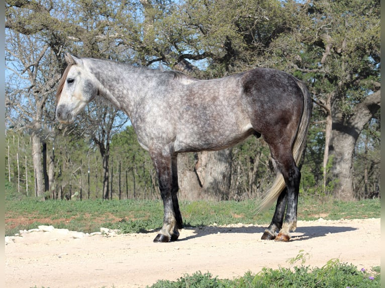 Caballo cuarto de milla Caballo castrado 5 años 163 cm Tordo in Buckholts