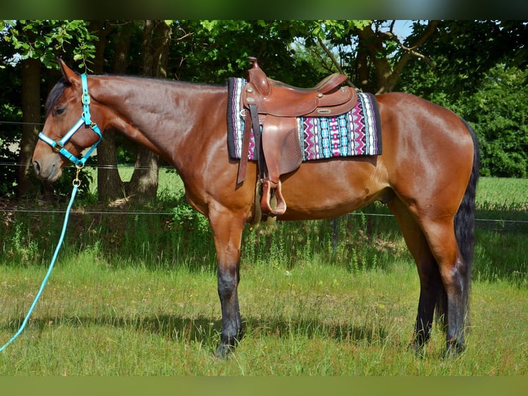 Caballo cuarto de milla Caballo castrado 5 años 165 cm Castaño in Groß Kummerfeld