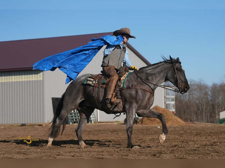 Caballo cuarto de milla Caballo castrado 5 años 165 cm Ruano azulado in Bogard MO