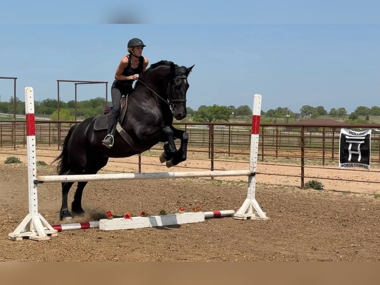 Caballo cuarto de milla Caballo castrado 5 años 168 cm Negro in Jacksboro TX