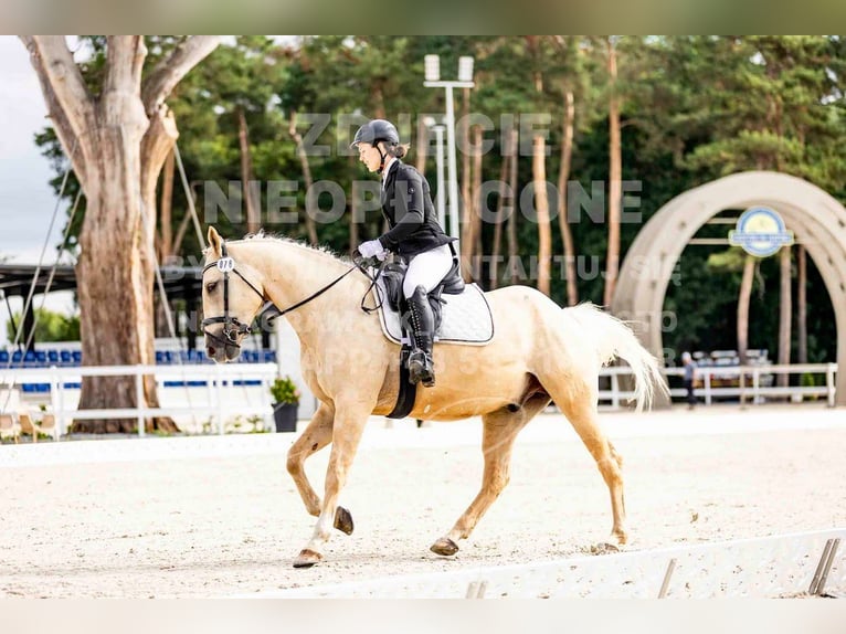 Caballo cuarto de milla Caballo castrado 5 años 172 cm Palomino in Stary Dwor