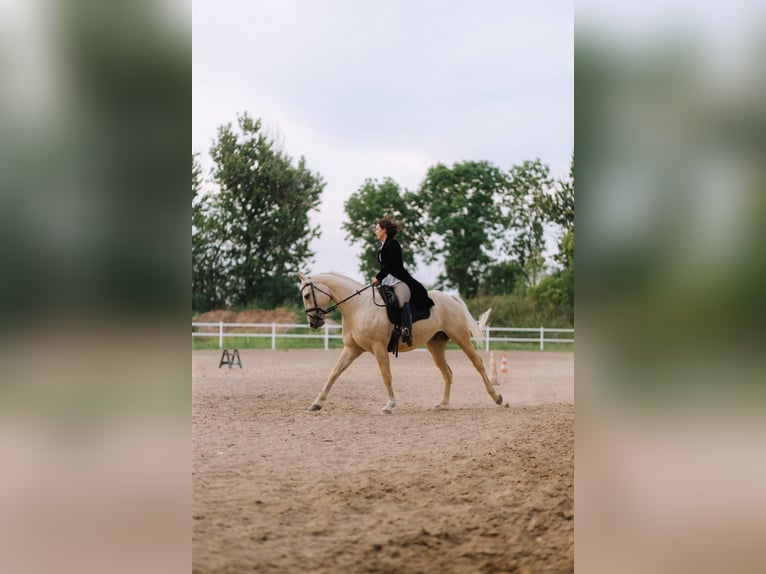 Caballo cuarto de milla Caballo castrado 5 años 172 cm Palomino in Stary Dwor
