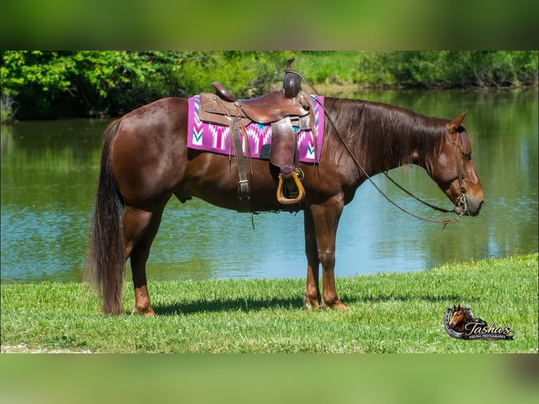 Caballo cuarto de milla Caballo castrado 5 años Alazán rojizo in Henderson