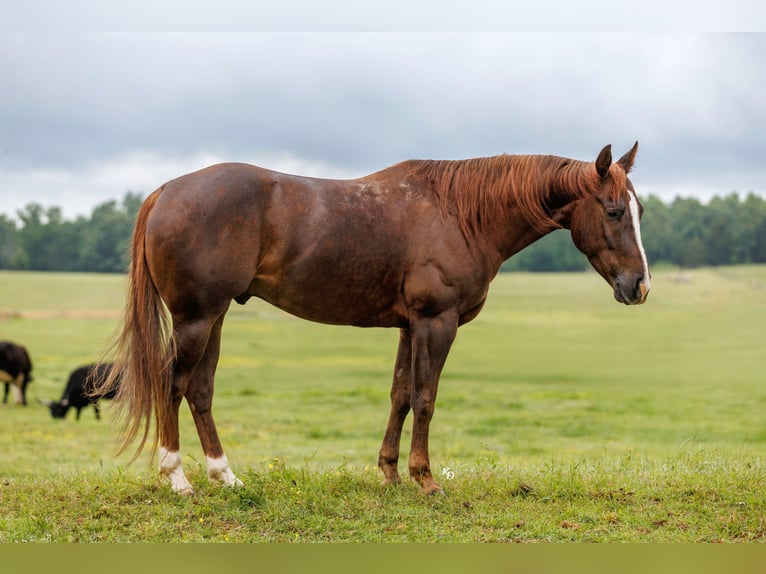 Caballo cuarto de milla Caballo castrado 5 años Alazán rojizo in Quitman