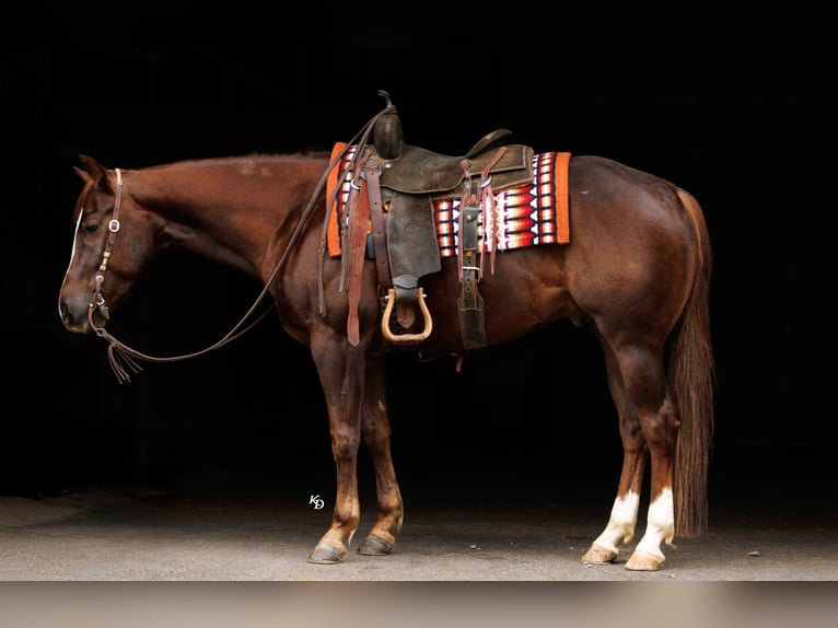 Caballo cuarto de milla Caballo castrado 5 años Alazán rojizo in Quitman