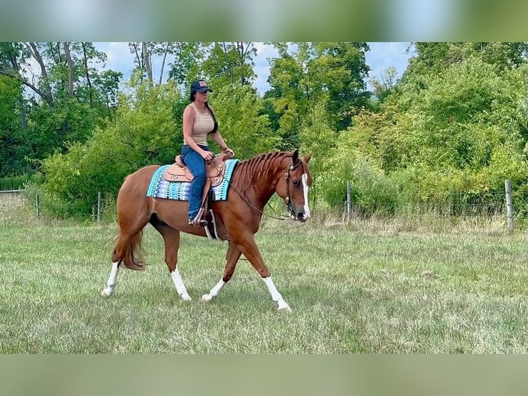 Caballo cuarto de milla Caballo castrado 5 años Alazán rojizo in Grantville