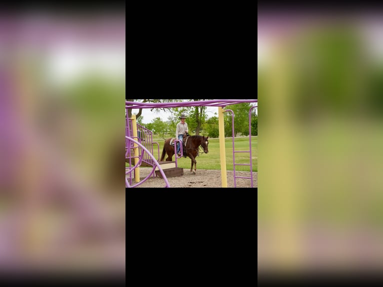 Caballo cuarto de milla Caballo castrado 5 años Alazán rojizo in Corsica