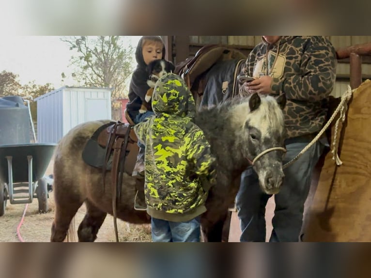 Caballo cuarto de milla Caballo castrado 5 años Alazán-tostado in Stephenville TX