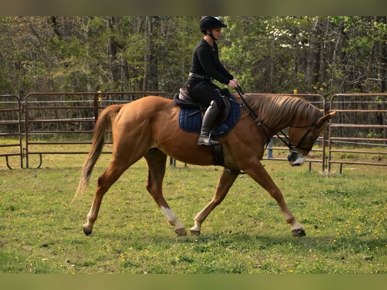 Caballo cuarto de milla Caballo castrado 5 años Alazán-tostado in Dinwiddie