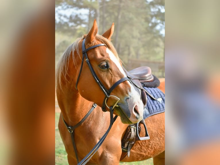 Caballo cuarto de milla Caballo castrado 5 años Alazán-tostado in Dinwiddie