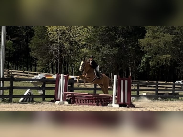 Caballo cuarto de milla Caballo castrado 5 años Alazán-tostado in Dinwiddie