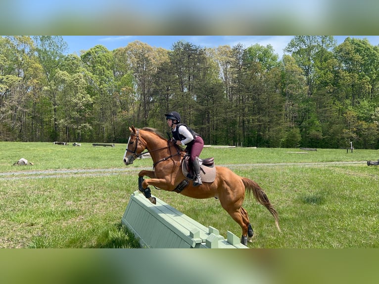 Caballo cuarto de milla Caballo castrado 5 años Alazán-tostado in Dinwiddie