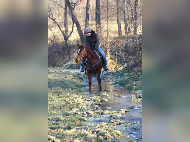 Caballo cuarto de milla Caballo castrado 5 años Alazán-tostado in Peosta