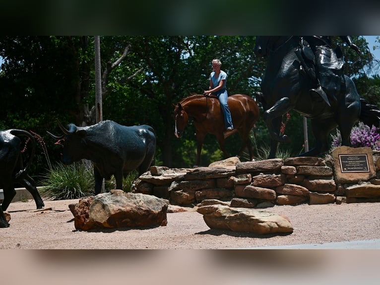 Caballo cuarto de milla Caballo castrado 5 años Alazán-tostado in Waco