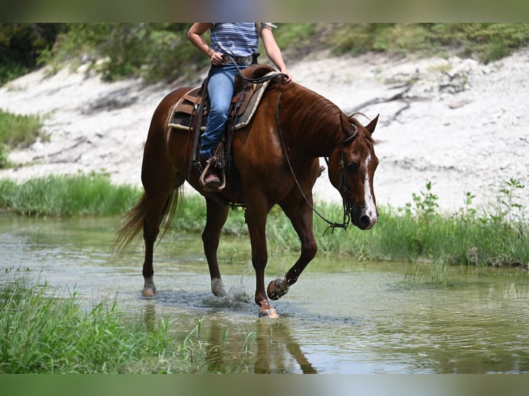 Caballo cuarto de milla Caballo castrado 5 años Alazán-tostado in Waco