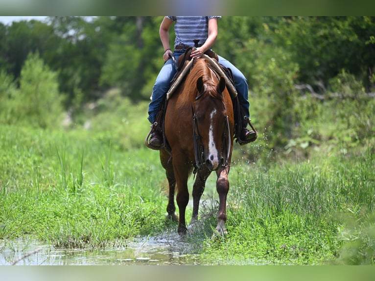 Caballo cuarto de milla Caballo castrado 5 años Alazán-tostado in Waco