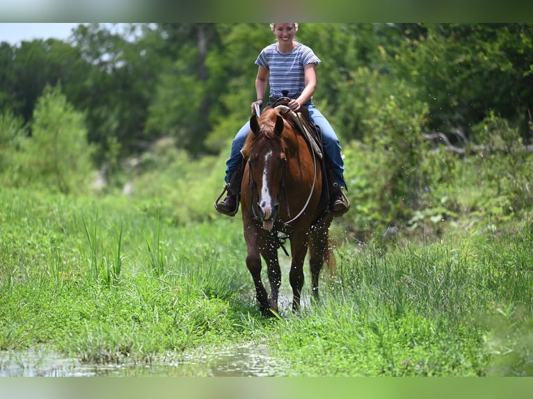 Caballo cuarto de milla Caballo castrado 5 años Alazán-tostado in Waco