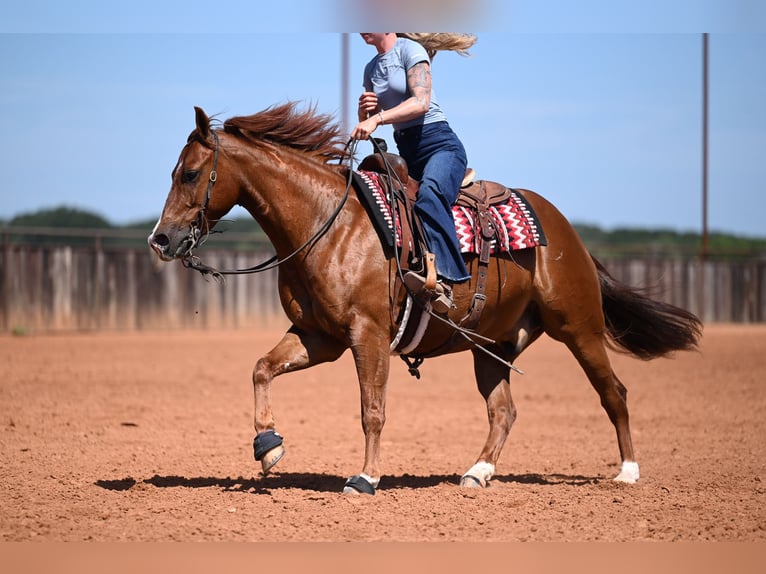 Caballo cuarto de milla Caballo castrado 5 años Alazán-tostado in Waco