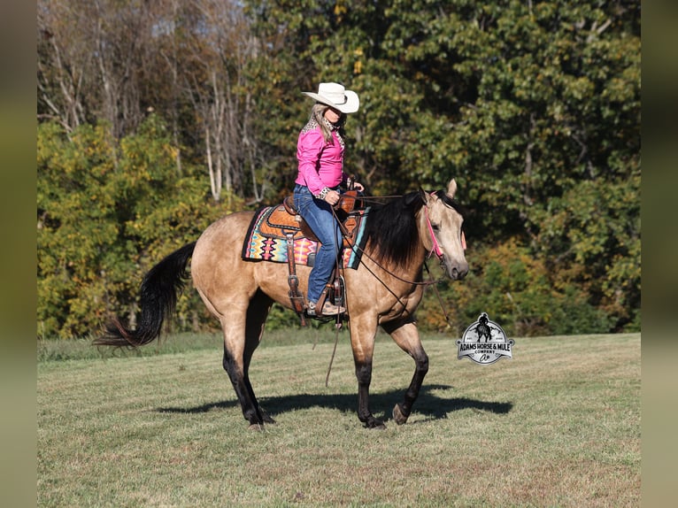 Caballo cuarto de milla Caballo castrado 5 años Buckskin/Bayo in Fresno