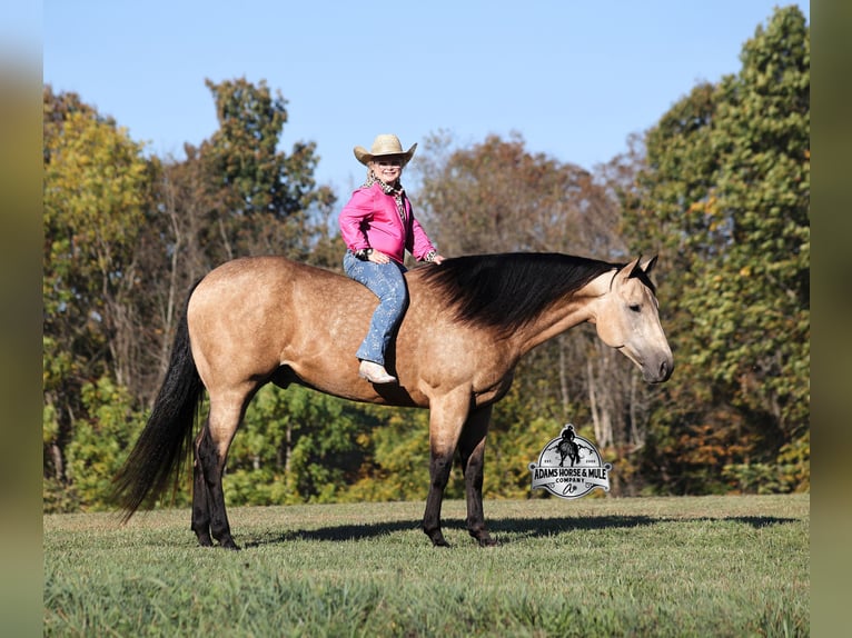 Caballo cuarto de milla Caballo castrado 5 años Buckskin/Bayo in Fresno
