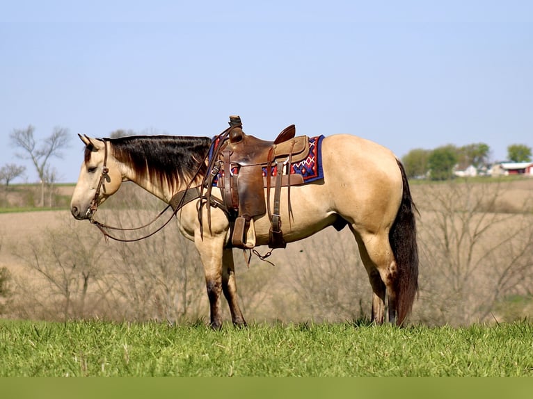 Caballo cuarto de milla Caballo castrado 5 años Buckskin/Bayo in La Motte, IA
