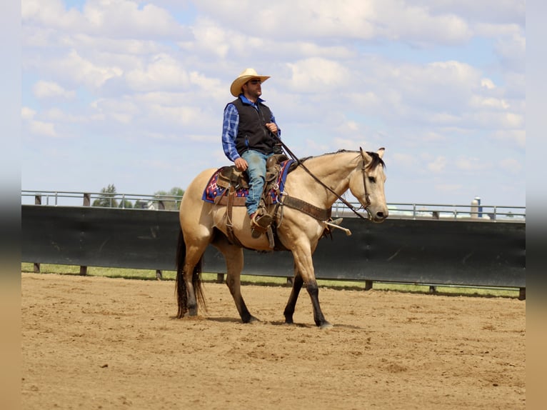 Caballo cuarto de milla Caballo castrado 5 años Buckskin/Bayo in La Motte, IA