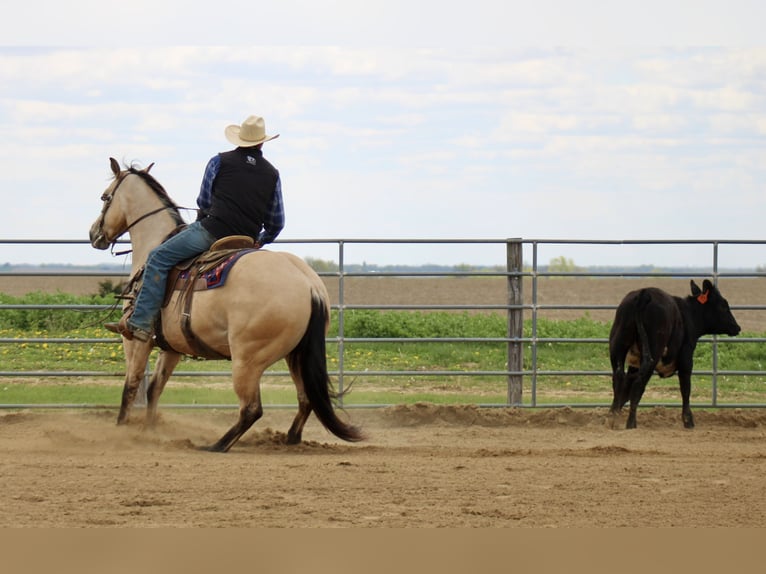 Caballo cuarto de milla Caballo castrado 5 años Buckskin/Bayo in La Motte, IA