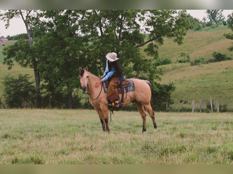 Caballo cuarto de milla Caballo castrado 5 años Buckskin/Bayo in Merrill