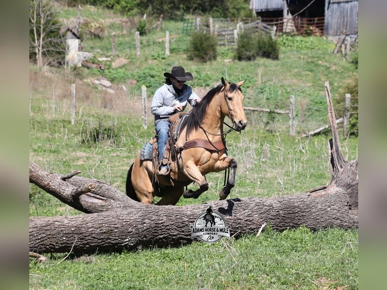 Caballo cuarto de milla Caballo castrado 5 años Buckskin/Bayo in Mount Vernon