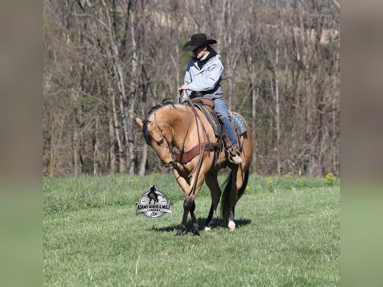 Caballo cuarto de milla Caballo castrado 5 años Buckskin/Bayo in Mount Vernon