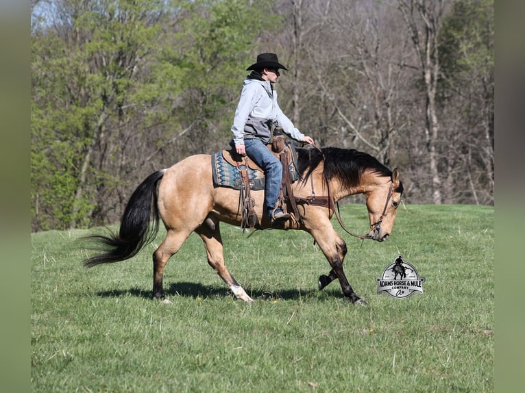 Caballo cuarto de milla Caballo castrado 5 años Buckskin/Bayo in Mount Vernon