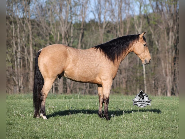 Caballo cuarto de milla Caballo castrado 5 años Buckskin/Bayo in Mount Vernon