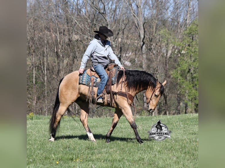 Caballo cuarto de milla Caballo castrado 5 años Buckskin/Bayo in Mount Vernon