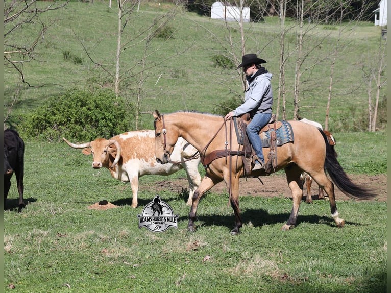 Caballo cuarto de milla Caballo castrado 5 años Buckskin/Bayo in Mount Vernon
