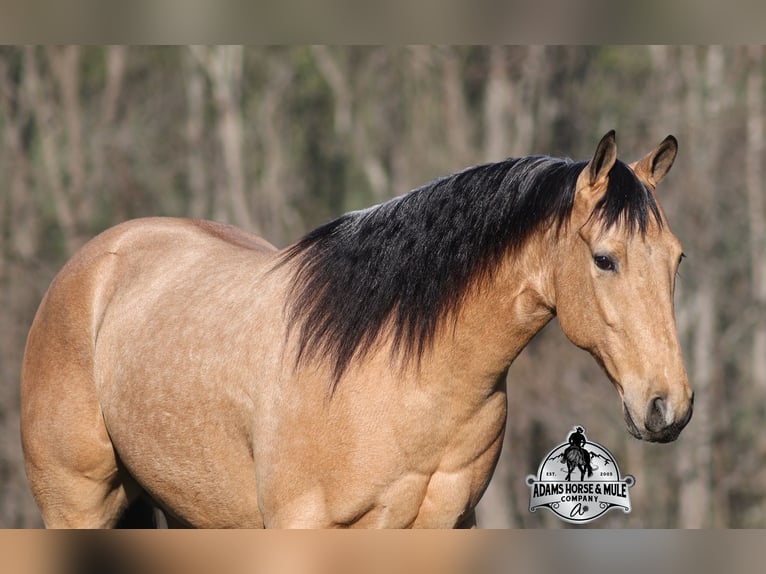 Caballo cuarto de milla Caballo castrado 5 años Buckskin/Bayo in Mount Vernon