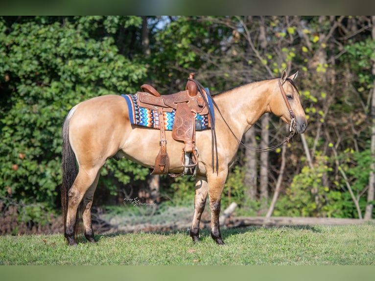 Caballo cuarto de milla Caballo castrado 5 años Buckskin/Bayo in Sedalia