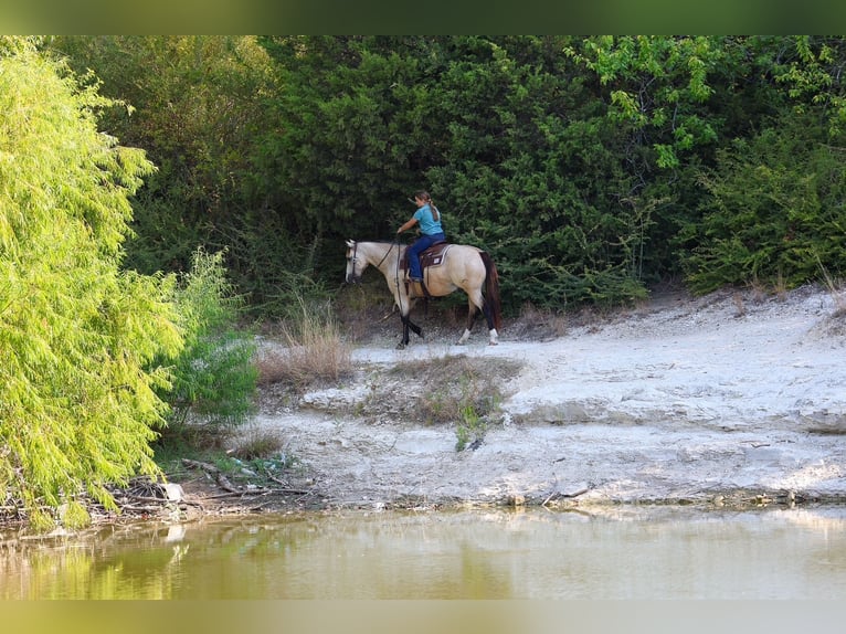Caballo cuarto de milla Caballo castrado 5 años Buckskin/Bayo in Terrell
