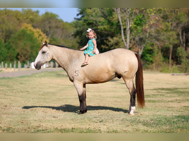 Caballo cuarto de milla Caballo castrado 5 años Buckskin/Bayo in Terrell