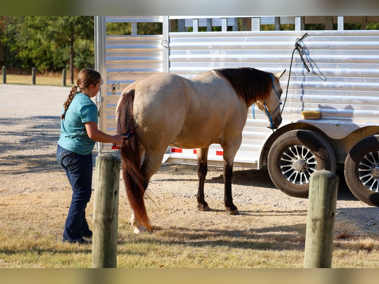 Caballo cuarto de milla Caballo castrado 5 años Buckskin/Bayo in Terrell