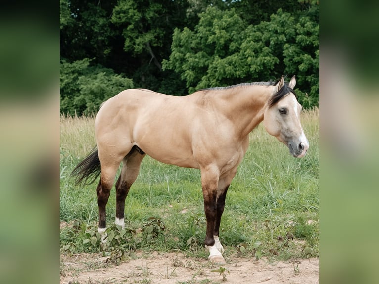 Caballo cuarto de milla Caballo castrado 5 años Buckskin/Bayo in Trenton