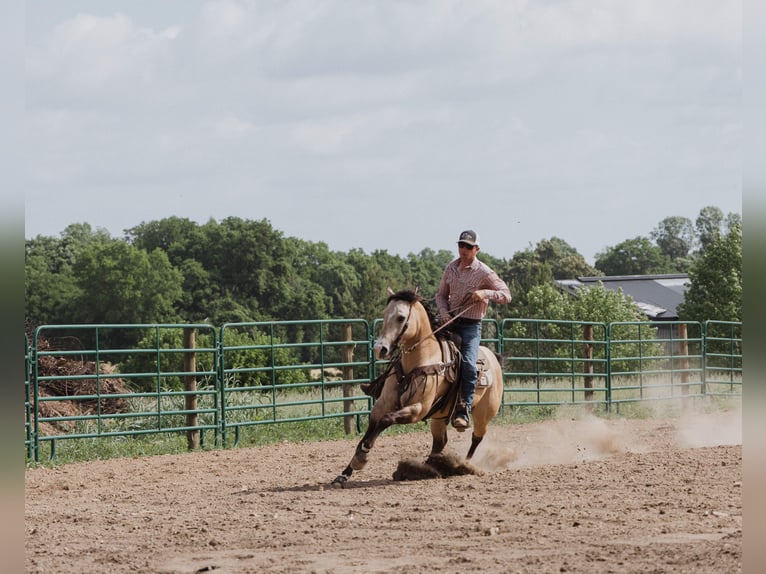 Caballo cuarto de milla Caballo castrado 5 años Buckskin/Bayo in Trenton